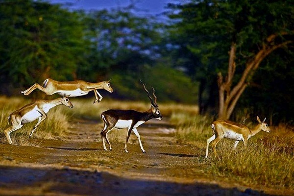 Raoli_Todgarh_Sanctuary